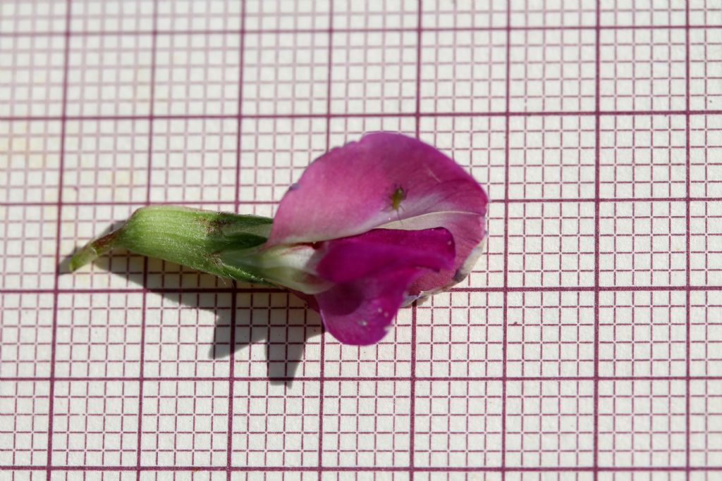 Vicia sativa subsp. nigra / Veccia nera